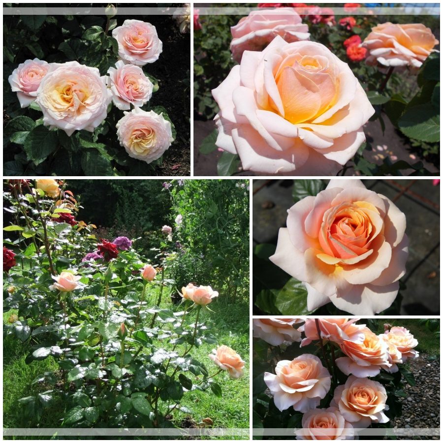 Sweet Revelation róże wielkokwiatowe